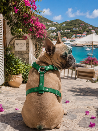 St. Barks Premium Leather Harness & Leash Collection