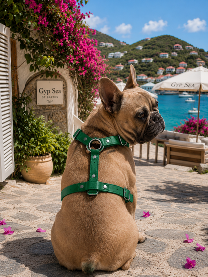 St. Barks Premium Leather Harness & Leash Collection