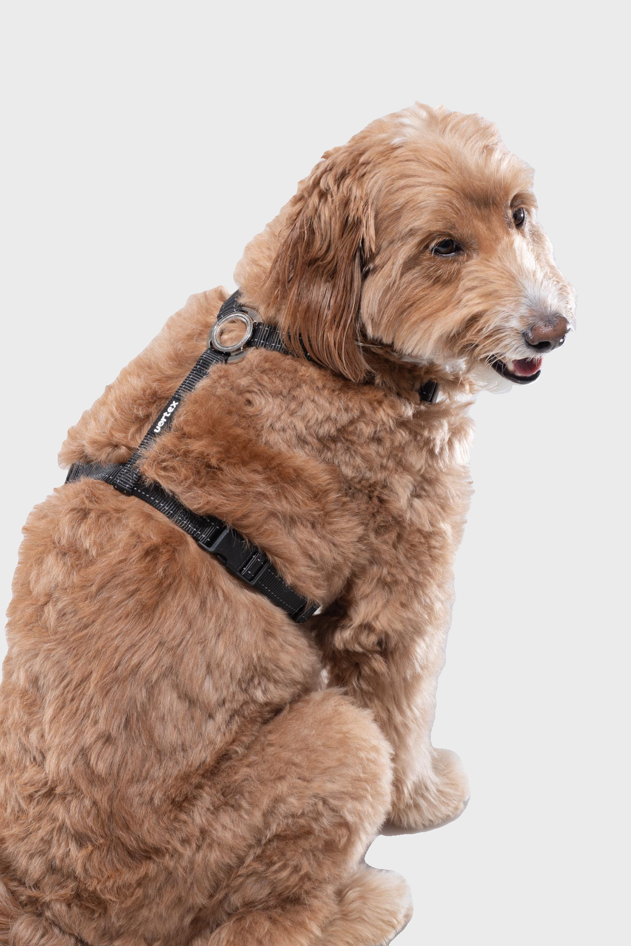 Vortex Aria Magnetic Harness & Leash Set - Midnight Black