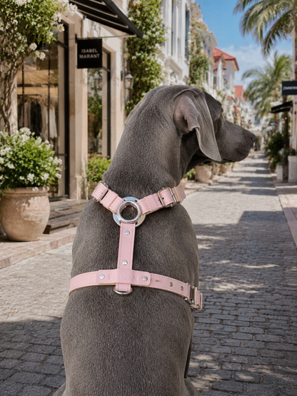 St. Barks Premium Leather Harness & Leash Collection