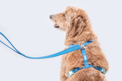 Vortex Aria Magnetic Harness & Leash Set - Midnight Black