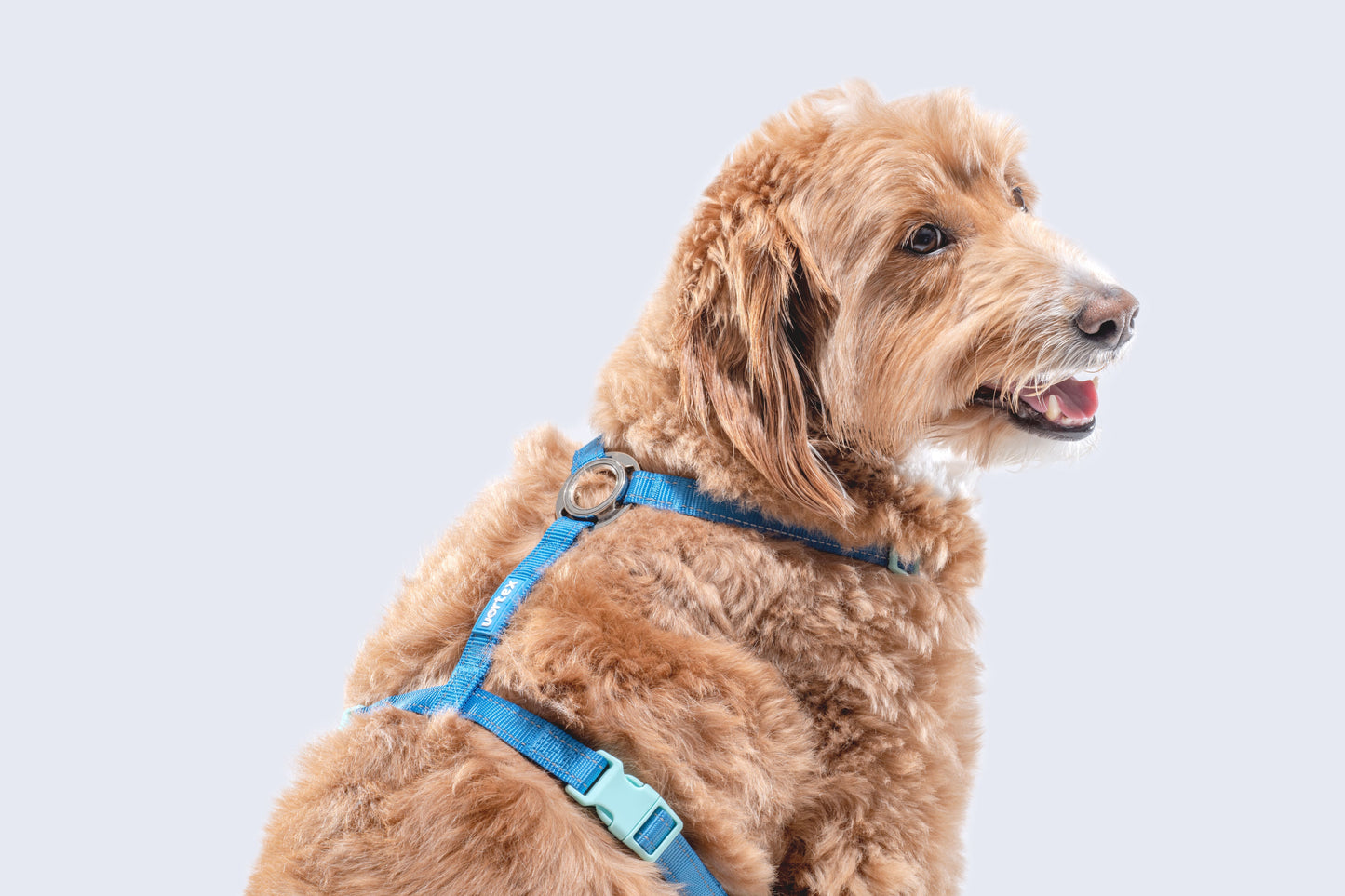 Vortex Aria Magnetic Harness & Leash Set - Midnight Black